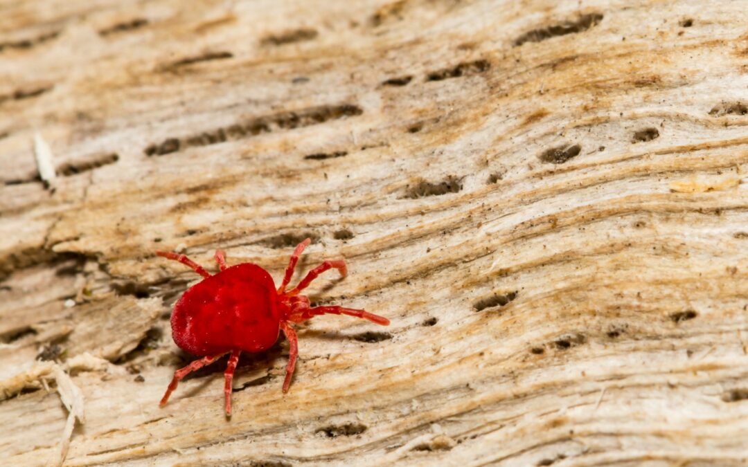 zoomed picture of a chigger